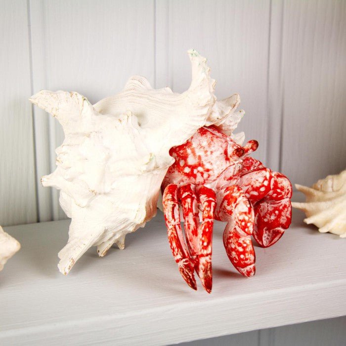 Coral Creatures - Hermit Crab - Coral Creatures from thetraditionalgiftshop.live